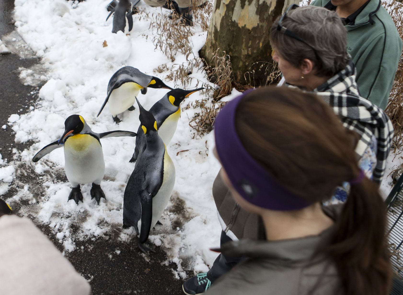 Penguin Pandemonium
